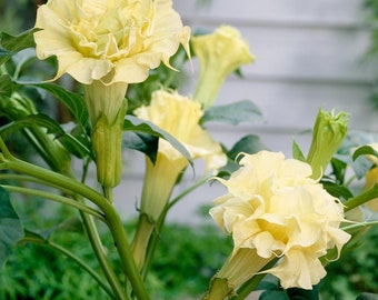 Datura metel 'Ballerina Yellow' - 4" Growers Pot