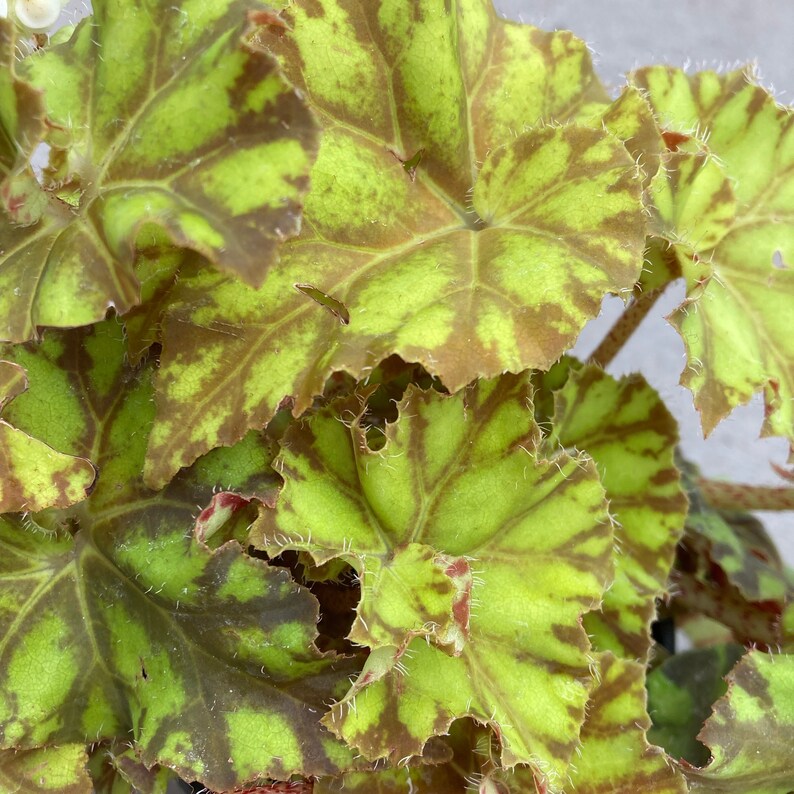 Begonia 'zumba'4 Grower's Pot Etsy