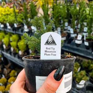Pre-Bonsai, Red Tip Mountain Plum Pine, Live Plant - 4&quot; Growers Pot
