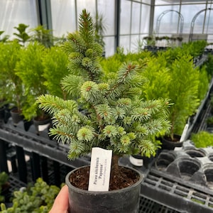 May include: A Picea sitchensis 'Papoose' spruce tree in a black plastic nursery pot. The evergreen features dense, short, blue-green needles and a central vertical stem. A white rectangular plant tag is inserted into the soil with text.