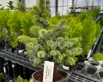 NEW IN: Pre-Bonsai, Papoose Sitka Spruce, Live Plant - 4" Growers Pot