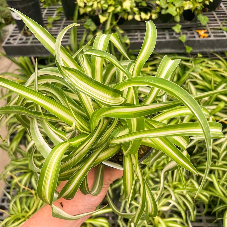 Spider Plant 'Bonnie'