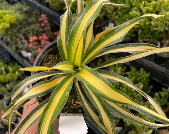 Color Guard Yucca (Adam's Needle) - 4" Growers Pot