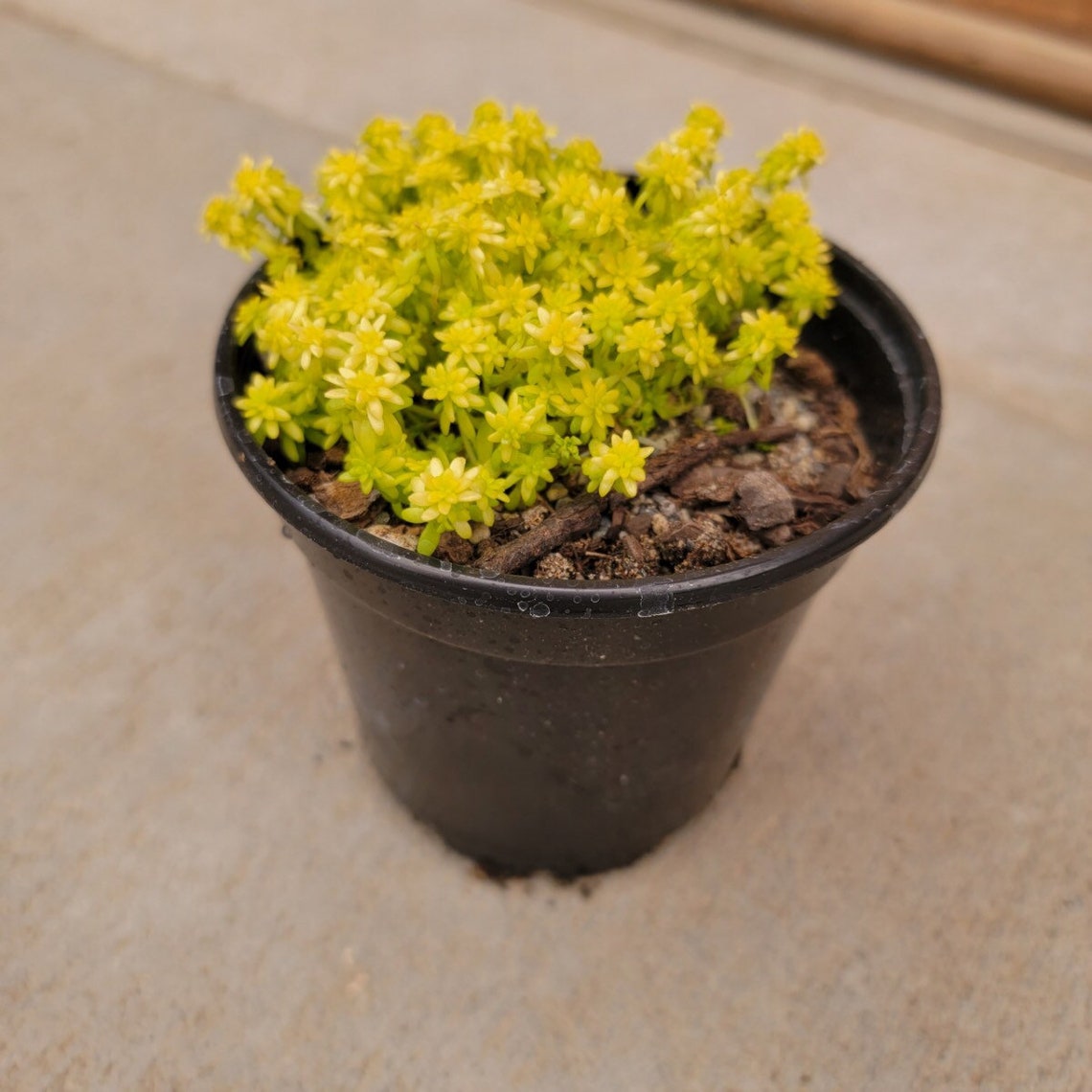 Sedum Fine Gold Leaf' Stonecrop 4 Growers Pot Etsy