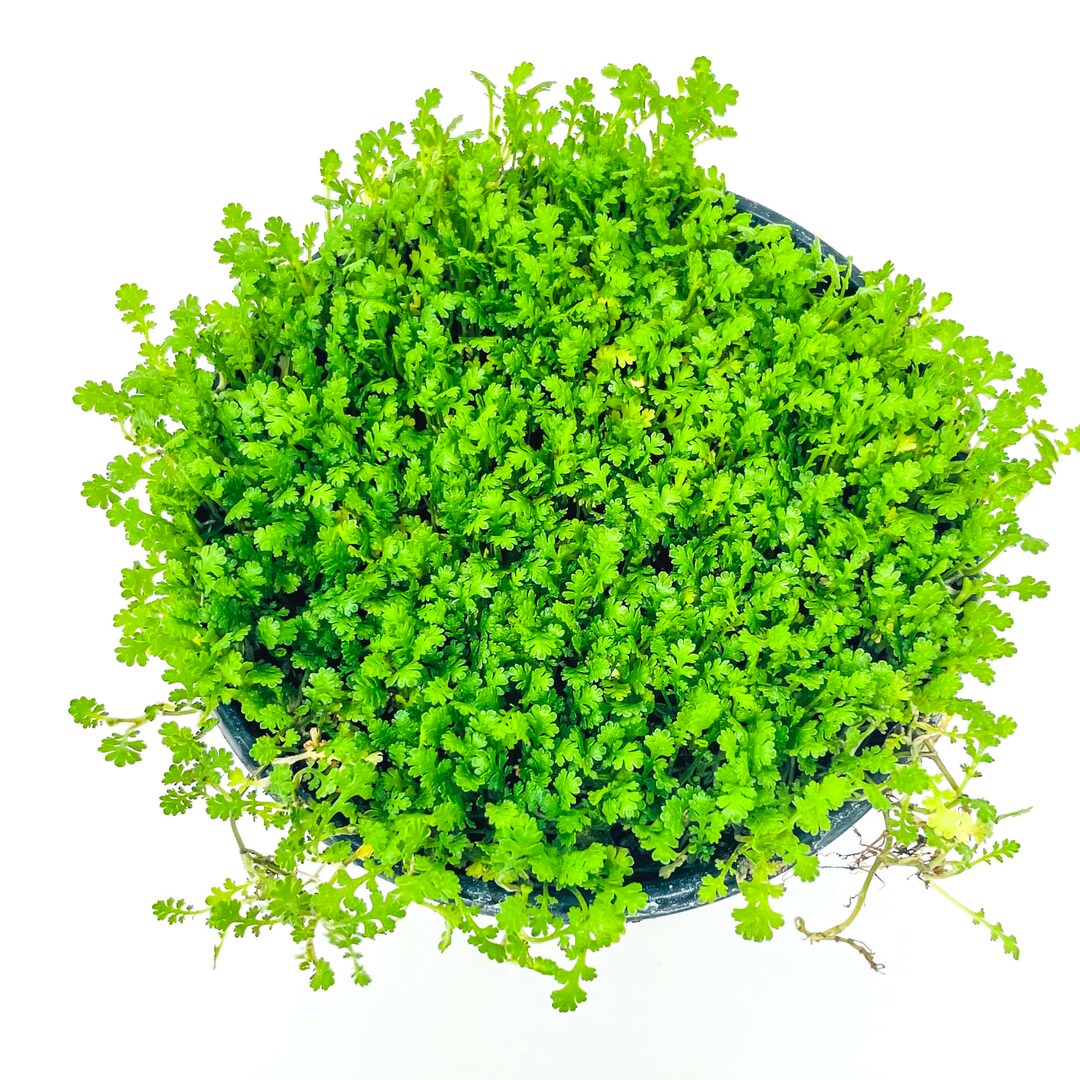 Leptinella Gruveri miniature Brass Buttons 4 Growers Etsy