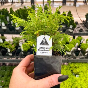 Puede incluir: Una pequeña planta de ciprés Golden Mop Threadbranch en maceta con una etiqueta blanca que dice "Iseli Nursery, Golden Mop Threadbranch Cypress".