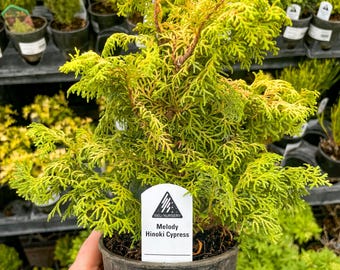 Pre-Bonsai, Melody Hinoki Cypress, Live Plant - 4" Growers Pot