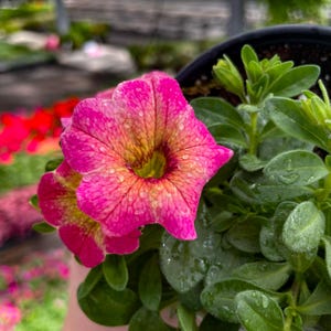 May include: Close-up of vibrant pink petunia flowers with yellow and orange centers, speckled with water droplets. The flowers are surrounded by lush green leaves, all in a black pot, creating a fresh, natural aesthetic.