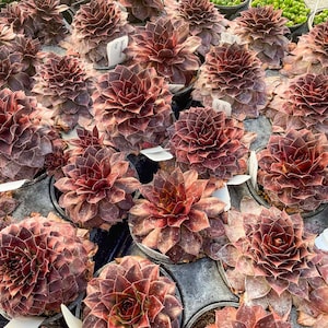Sempervivum Onyx Hens and Chicks, Live Succulent Houseplant, 4" Growers Pot