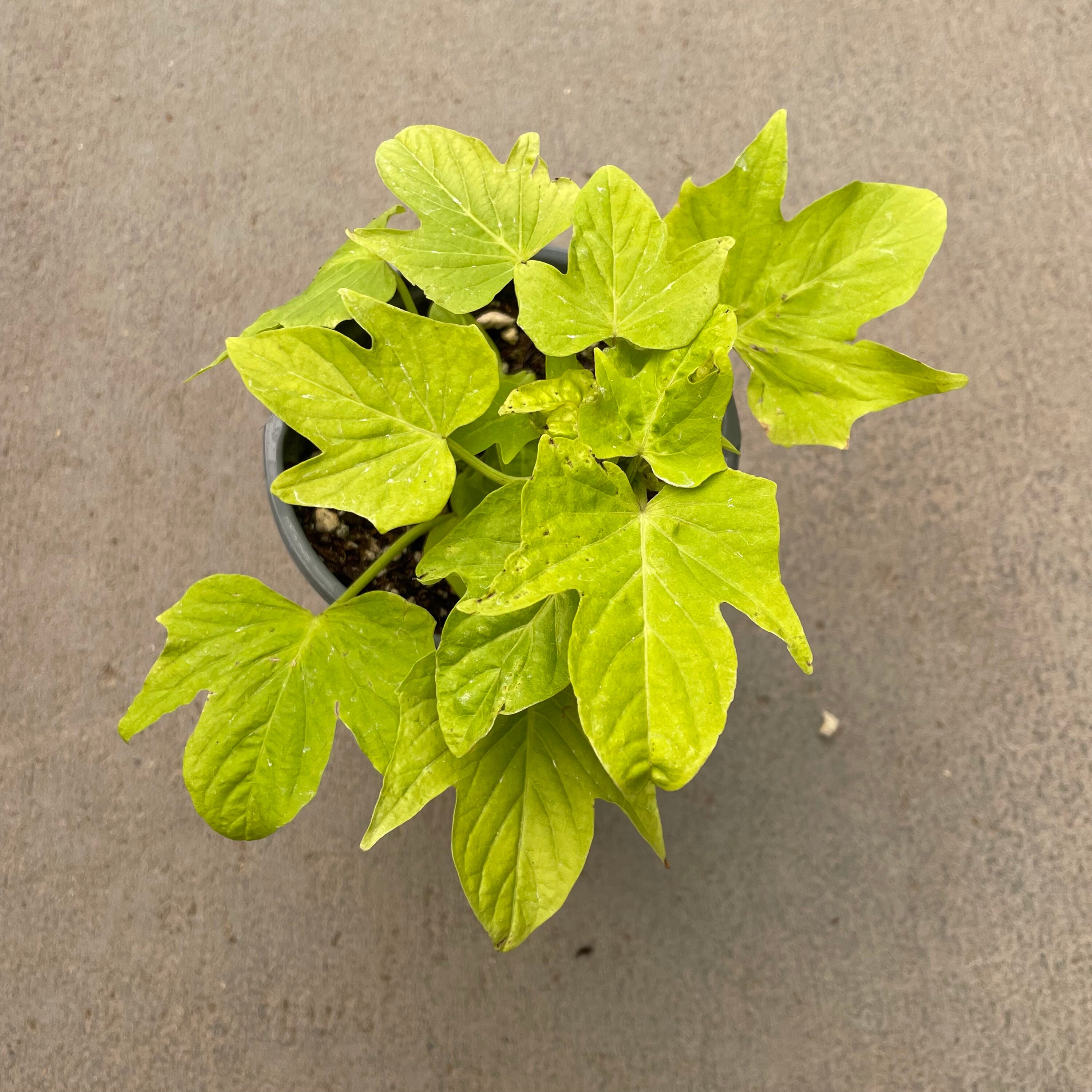Ipomoea Batatas sidekick Lime’ sweet Potato Vine - Etsy