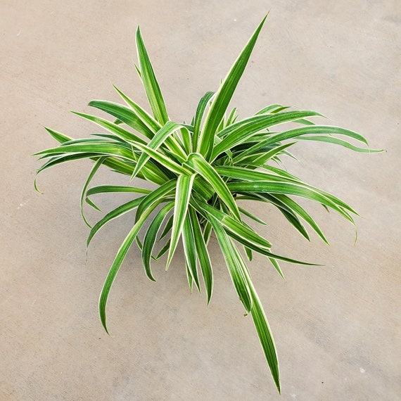 Chlorophytum comosum 'Ocean' - Spider Plant (4.5 Pot)