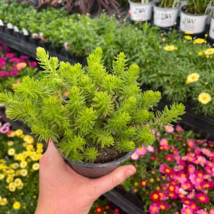 Creeping Sedum 'Angelina' Live Groundcover Succulent - 4" Growers Pot image 4