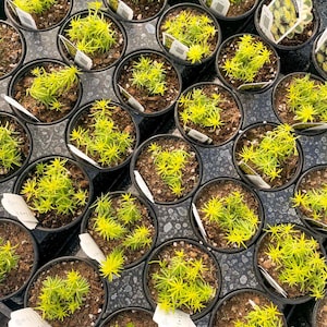 Creeping Sedum 'Angelina' Live Groundcover Succulent - 4" Growers Pot image 7