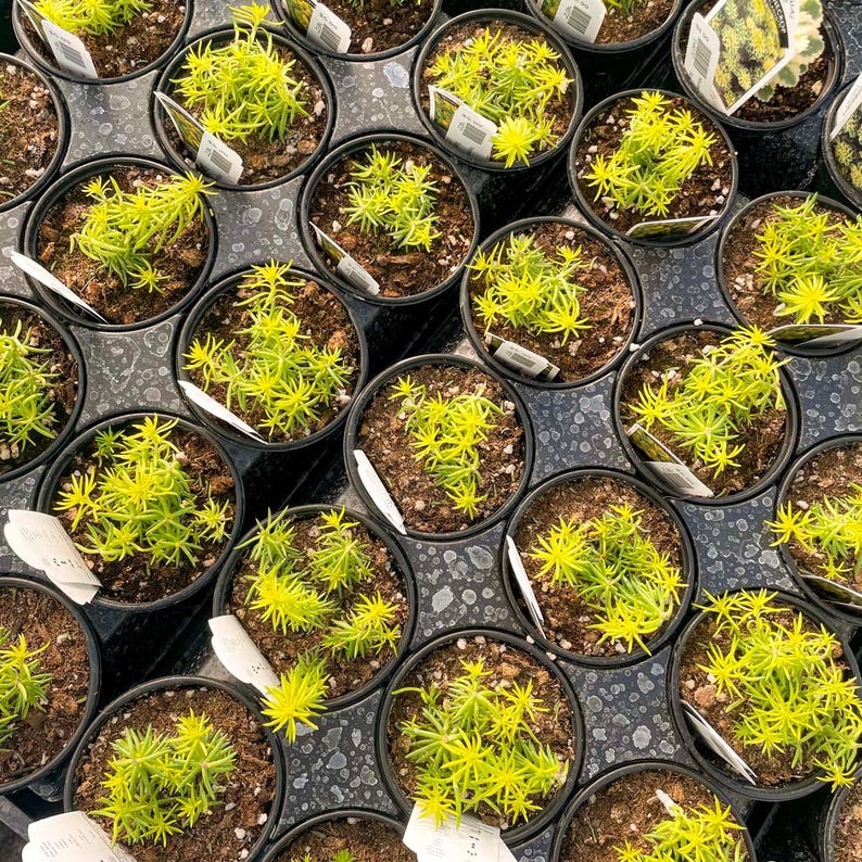 Creeping Sedum 'Angelina' Live Groundcover Succulent - 4" Growers Pot image 7
