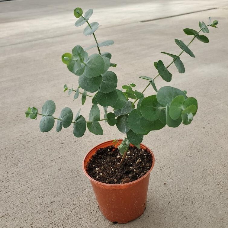 Eucalyptus pulverulenta 'Baby Blue' (Florist Silver Dollar) -…