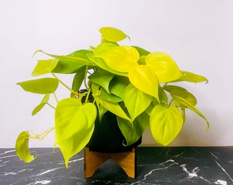 Philodendron cordatum ‘Neon’ - 4" Growers Pot