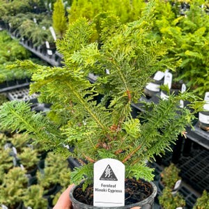 Pre-Bonsai, Fernleaf Hinoki Cypress, Live Plant - 4&quot; Growers Pot