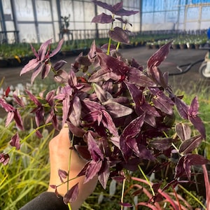 Vine, Tradescantia Purple Bridal Veil, Live Plant, 4" Growers Pot