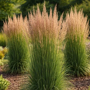 May include: A cluster of ornamental grass plants with tall, slender green stalks and feathery, tan seed heads. The plants are in a garden setting with a blurred green background and brown mulch.