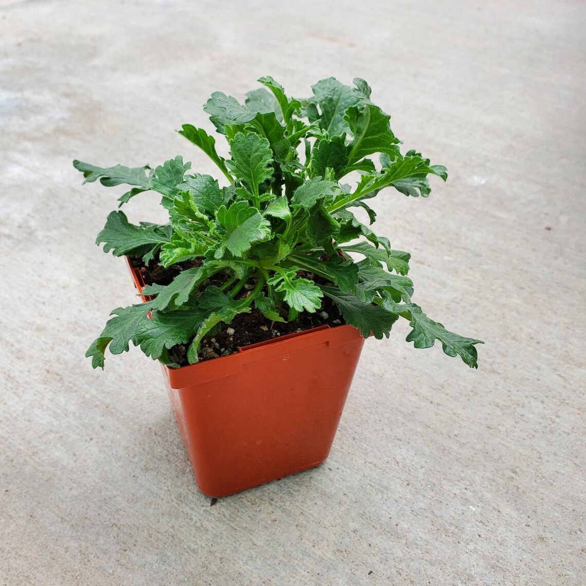 Scabiosa 'flutter Deep Blue' pincushion Flower Etsy