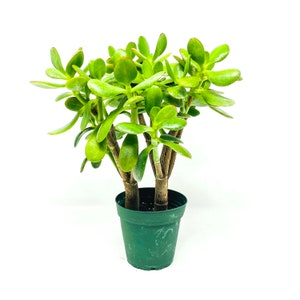 Crassula Ovata jade Plant 4 Growers Pot - Etsy