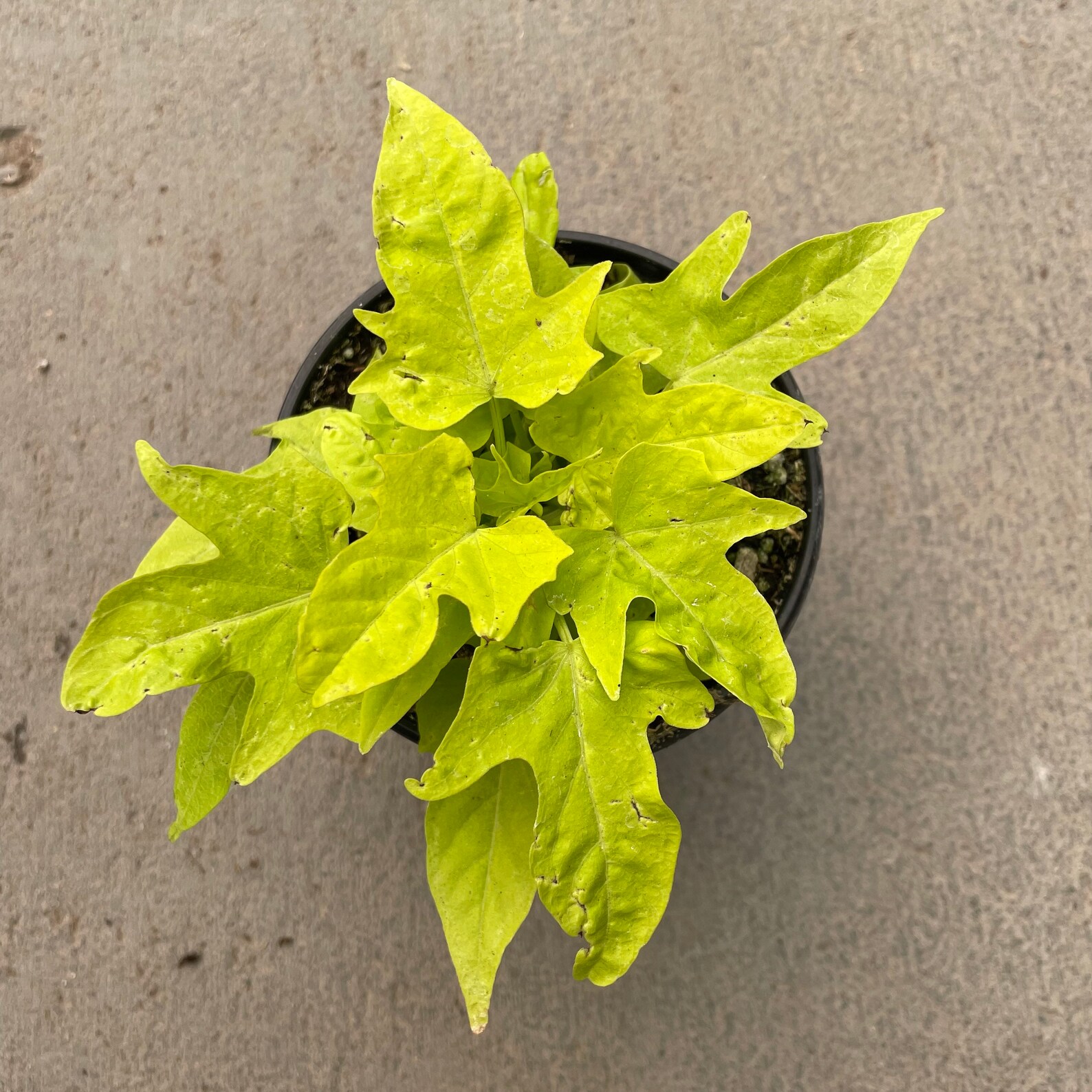 Ipomoea Batatas sidekick Lime’ sweet Potato Vine - Etsy
