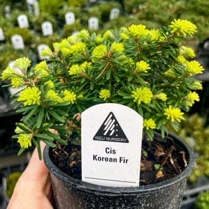 Pre-Bonsai, Cis Korean Fir, Live Plant - 4&quot; Growers Pot