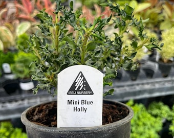NEW IN: Pre-Bonsai, Horstmann’s Mini Hybrid Holly, Live Plant - 4" Growers Pot
