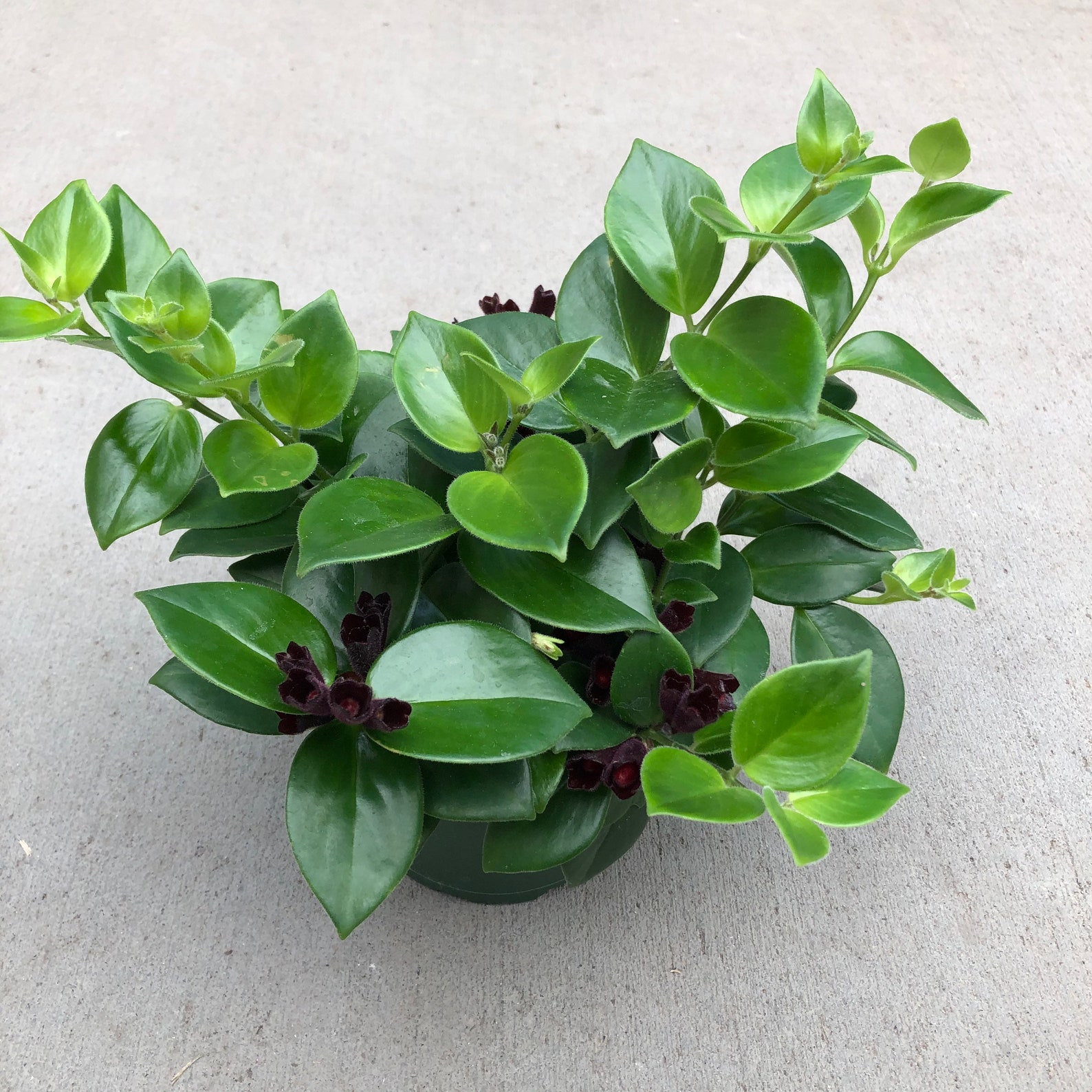 Mona Lisa Lipstick Plant