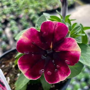 Seasonal Annual, 'Crazytunia Blackberry Jam' Petunia, Live Plant, 4" Growers Pot