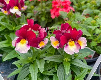 Seasonal Annual, Escential Cherryberry Nemesia, Live Plant, 4" Growers Pot