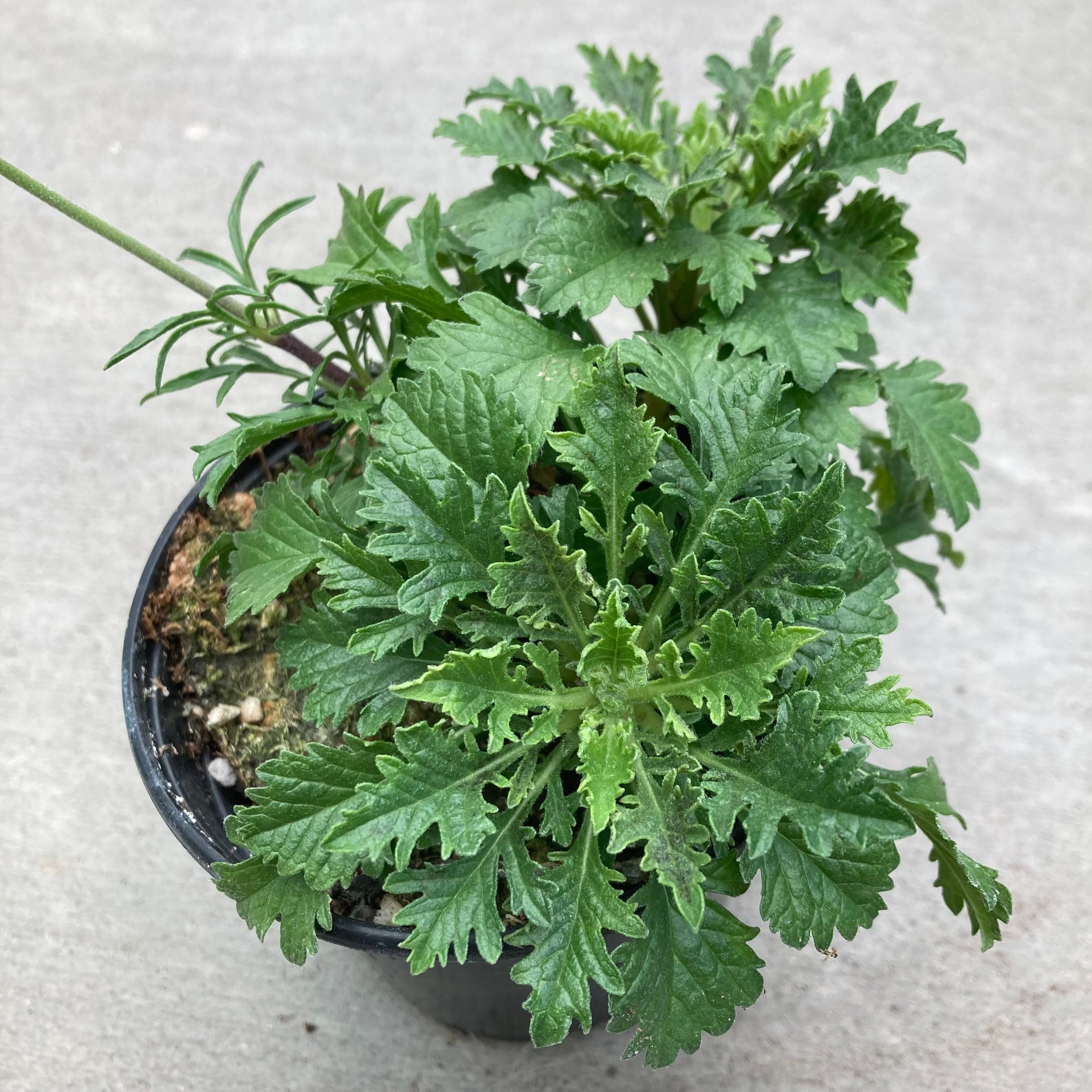Scabiosa 'flutter Deep Blue' pincushion Flower Etsy
