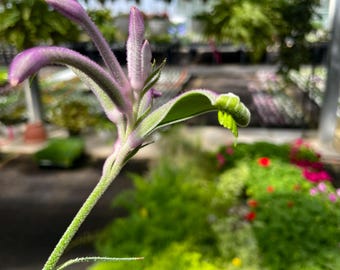 LAST CHANCE: Anigozanthos Celebrations Carnivale Kangaroo Paw, Live Plant, 4" Growers Pot