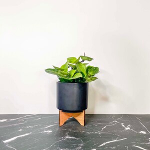 Hoya carnosa 'Chelsea' Wax Plant 4 Growers Pot image 2