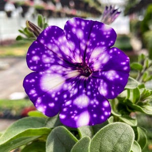 May include: Close-up of a vibrant purple petunia flower with white speckles, resembling a starry night. The flower has a deep purple center that fades to white towards the edges. Green leaves surround the flower, creating a natural contrast.
