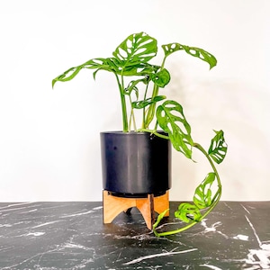 May include: A potted Swiss cheese plant with vibrant green, hole-filled leaves. The plant is in a sleek, black cylindrical pot, set on a natural wood plant stand. The background is a white wall and a black marble-like surface.
