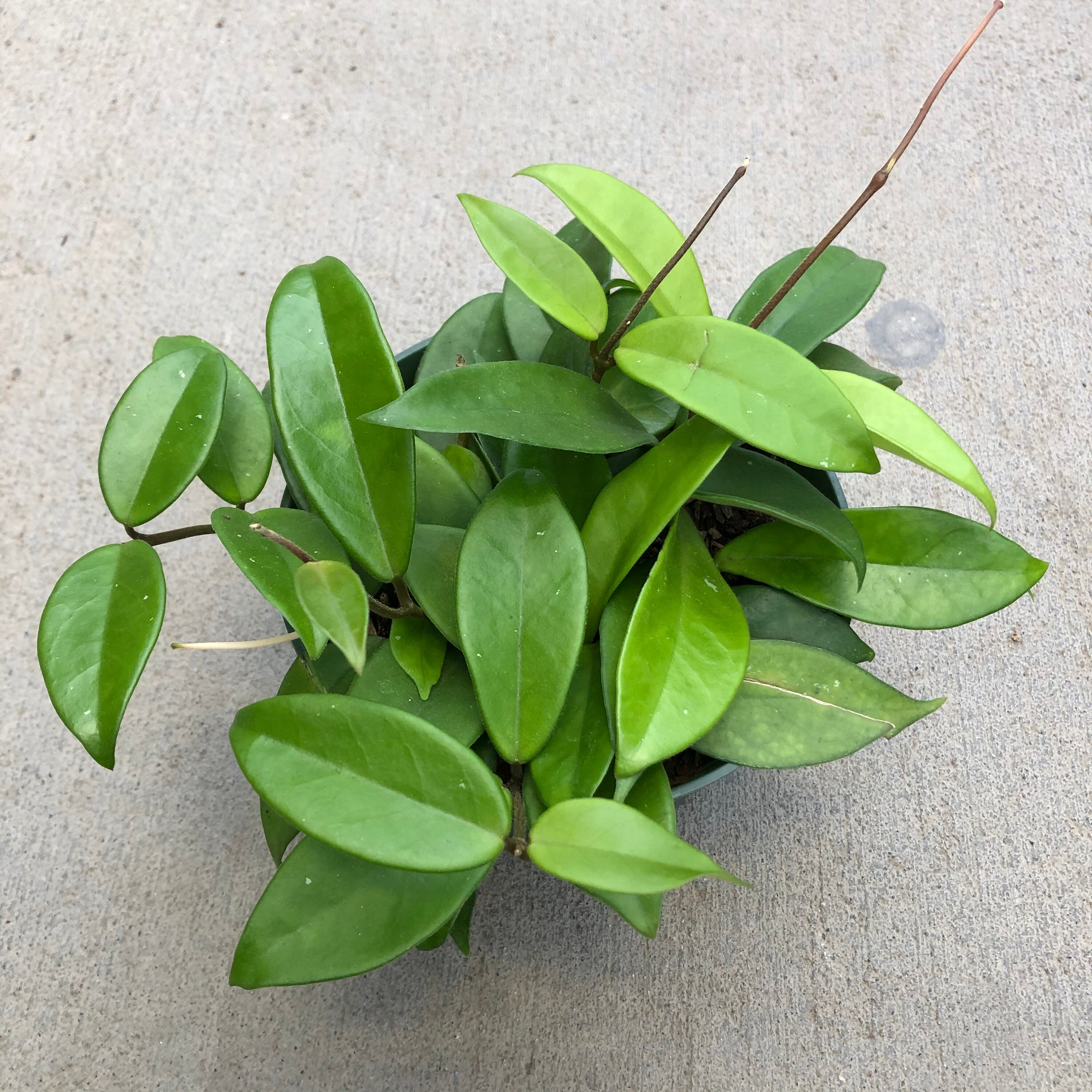 Hoya carnosa 'Jade' Wax Plant 6 Growers Pot Etsy