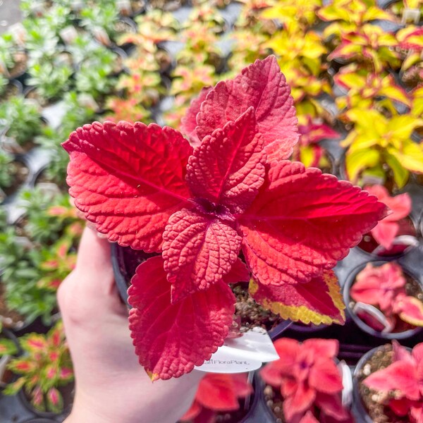 Coleus 'Redhead' - 4" Grower's Pot