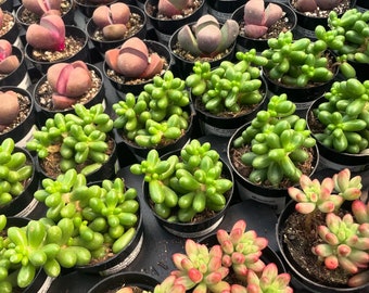 Succulent 3 Pack - 2.5" Growers Pots