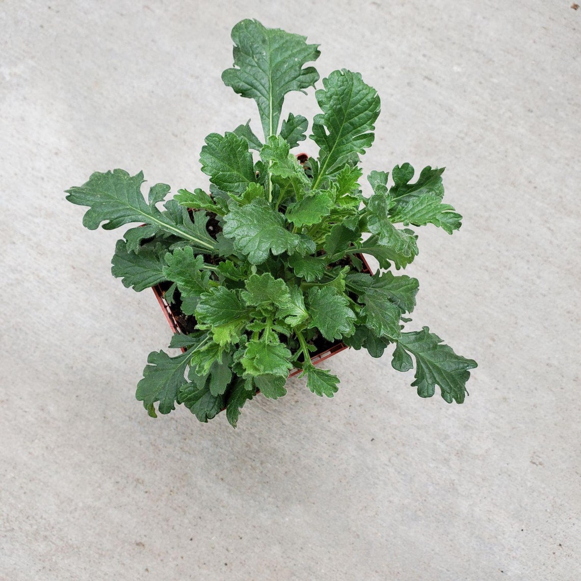 Scabiosa 'flutter Deep Blue' pincushion Flower Etsy