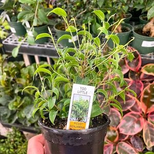 May include: A small green ficus benjamina plant in a black pot with a white label that reads "Too Little" and "Ficus Benjamina".