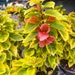 see more listings in the Outdoor Plants section