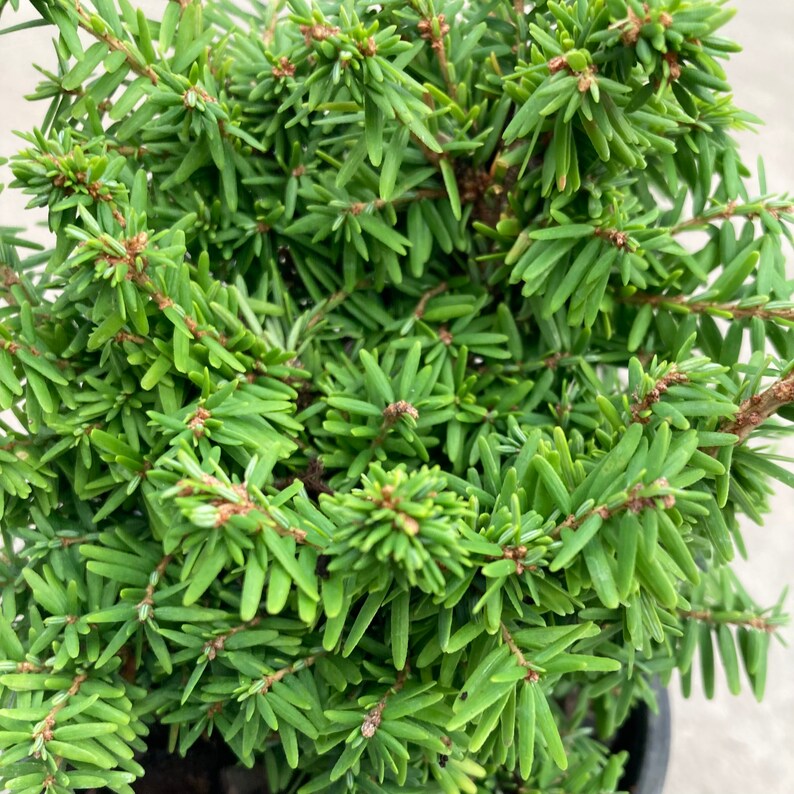 Tsuga canadensis Jervis Canadian Hemlock 4 Growers Pot image 3