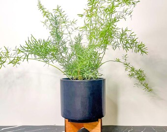Fern, Asparagus Fern, Live Houseplant - 4&quot; Growers Pot