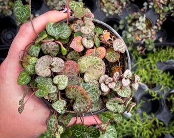 String of Hearts, Live Succulent Houseplant, 4&quot; Growers Pot