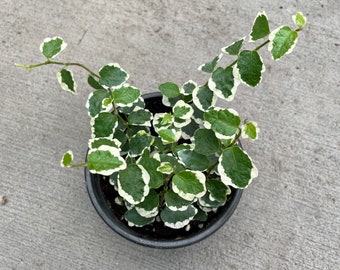 Variegated Creeping Fig - Etsy