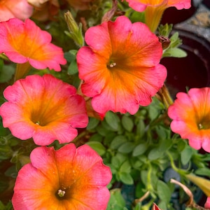Seasonal Annual, 'Crazytunia Mayan Sunset' Petunia, Live Plant, 4" Growers Pot