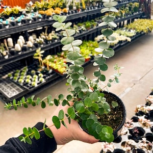 Eucalyptus Baby Blue Florist Silver Dollar, Live Plant, 4" Growers Pot