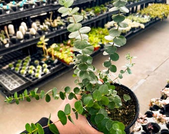 Eucalyptus Baby Blue Florist Silver Dollar, Live Plant, 4" Growers Pot