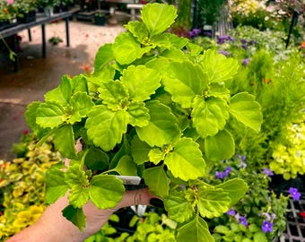 Ivy, Creeping Charlie Swedish Ivy, Live Plant, 4&quot; Growers Pot